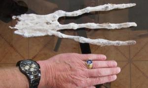 Вчені знайшли в Перу руку прибульця з дивними пальцями (фото)
