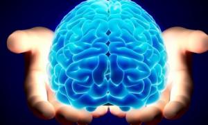 Клітини мозку перероджуються шість разів протягом життя людини