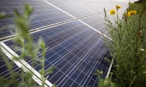 У розвиток сонячної енергетики в зоні відчуження готові інвестувати 39 компаній