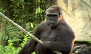 У США померла найстаріша горила
