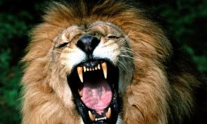 У японському розпліднику лев напав на людей