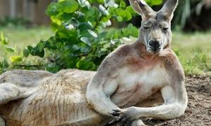В Австралії кенгуру перескочив через велосипедиста, що їхав по трасі (відео)