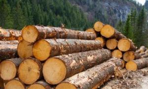 ЄС: Україна скасує еспорт деревини - отримає 600 млн євро 