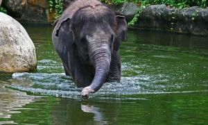 Розлючений слон підкинув у повітря туристку, яка вирішила його погладити (відео)