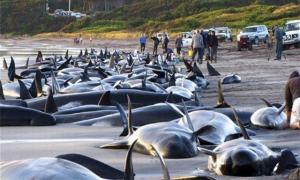 Волонтери вишикувалися в живий ланцюг, щоб не дати дельфінам знову опинитися на березі Нової Зеландії