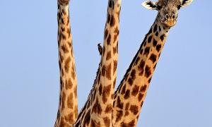 В Африці в кадр потрапив триголовий жираф