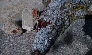 У зоопарку Тунісу крокодила до смерті забили камінням 