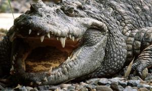 В Австралії крокодил розірвав чоловіка, коли той рибалив

 