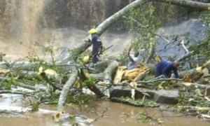 У Гані на групу школярів упало дерево: 20 дітей загинули