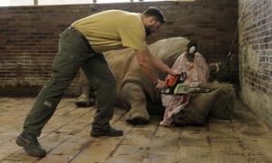 У чеському зоопарку відпиляли роги у носорогів