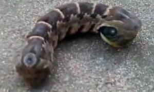 В Іспанії жінка знайшла в саду двоголову змію (відео)