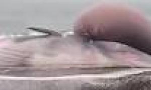 Мертвий кит з величезною пухлиною на голові, яка ось-ось вибухне, шокував туристів (фото)