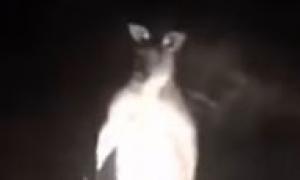 "Озброєний" кенгуру напав на автомобіліста в Австралії (відео)