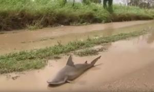 В Австралії ураган виніс акулу на проїжджу частину (відео)
