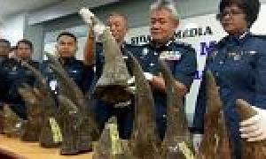 В аеропорту Куала-Лумпура вилучили 18 контрабандних рогів носорога