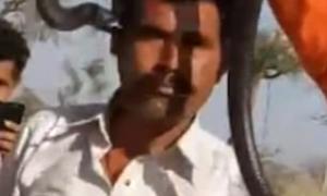 В Індії турист помер після фотосесії з коброю