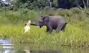 Поєдинок слона і крокодила зняли на відео