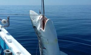 В Егейському морі зловили семиметрову акулу
