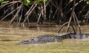 Крокодили розірвали священика, який влаштував водні процедури на очах у прихожан 