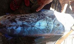 На Філіппінах  рибалки виловили рибу з татуюваннями (фото)
