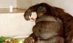 Стокілограмового орангутанга посадили на дієту