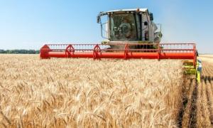В Україні вже зібрано 14,5 млн тонн зернових