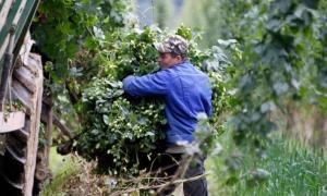 Українці вже не хочуть працювати у Польщі на 1.5 тисячі злотих