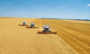 На сьогодні в Україні ранніх зернових зібрано 33,4 млн тонн  