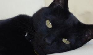 Сьогодні — День захисту чорних котів