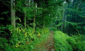 Німеччина допоможе Україні реформувати лісову галузь