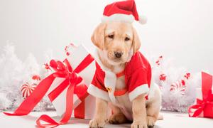 Оригінальні та бюджетні подарунки на 2018 Новий рік Собаки