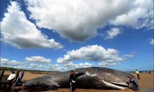 На бразильський берег викинуло мертвого 30-тонного кита