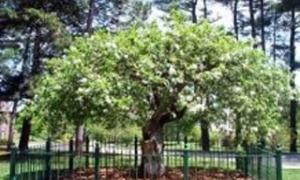 Легендарну яблуню Ньютона відправлять у космос