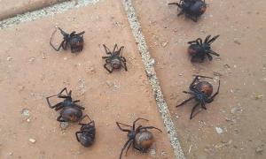 В Астралії будинки жителів атакують смертельно небезпечні павуки (фото)