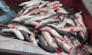 Прикордонники виявили трьох браконьєрів з уловом риби на 100 тисяч гривень