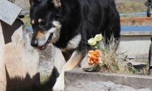 В Аргентині собака провела 11 років біля могили свого господаря