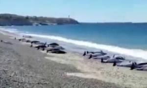 Десятки дельфінів викинулися на берег Аргентини