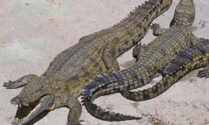 Нільські крокодили незабаром поповнять лави помічників прикордонників
