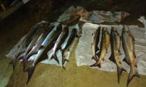 На узбережжі Чорного моря  затримали «елітних браконьєрів» з уловом на майже мільйон гривень