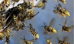 У Румунії бджоли до смерті закусали перевізників