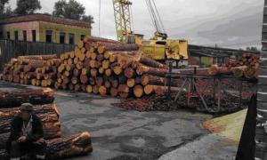 На Київщині та Житомирщині налагодили незаконну вирубку деревини та вивіз її закордон