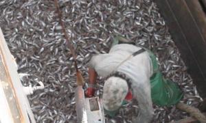 Державні підприємства організували незаконний вилов риби в Азовському морі 
