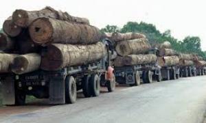 Уряд ініціює масштабні перевірки лісгоспів на предмет контрабанди лісу 