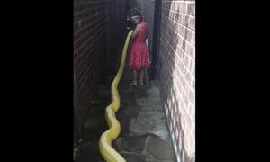Ігри 5-річної дівчинки з чотириметровою змією зняли на відео