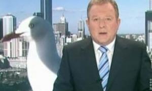 Велетенська чайка увірвалась у ефір австралійського телебачення