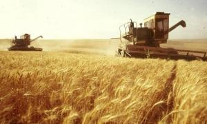 Прогноз врожаю зернових підвищено до 64 млн тонн, - Максим Мартинюк