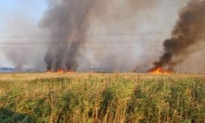 В Боголюбах горіло 60 гектарів поля