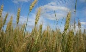 На ринку агрострахування - обвал