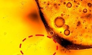 Вчені виявили мікроби, які їдять нафту