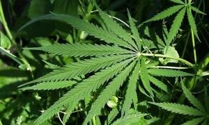 У США відкрився гіпермаркет марихуани